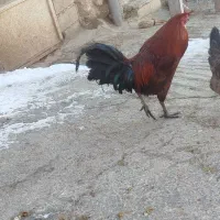 حراج خروس|حیوانات مزرعه|فیروزآباد (لرستان), |دیوار