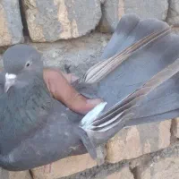 کفتر پرشی|پرنده|قم, باغ شازده|دیوار