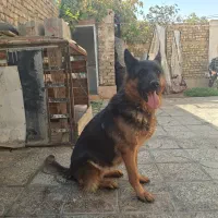 ماده ژرمن شیپر شیب استاندارد اموزش دیده|سگ|شاهینشهر, گزبرخوار|دیوار