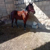 مادیان یک سالو نیم