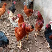 فروش خروس|حیوانات مزرعه|لاهیجان, گلستان|دیوار
