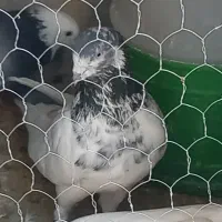 کفتر کله سیاه