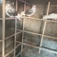 کبوتر،کفتر فروشی|پرنده|چهاردانگه (تهران), |دیوار