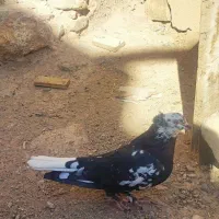 کبوترکفتر پراصفهانی