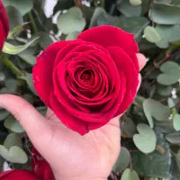 رز هلندی درجه یک شاخه ای ۳۵ ت