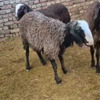 بره نر شال قوچی و قوچ ۴دندان|حیوانات مزرعه|کبودرآهنگ, |دیوار