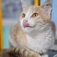 واگذاری بچه گربه ماده گوگولی
