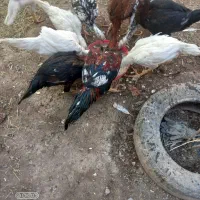 لاری اصیل|حیوانات مزرعه|میانه, |دیوار