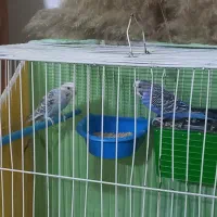 مرغ عشق با تمام وسایل|پرنده|مشهد, کوثر|دیوار