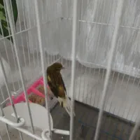 قناری نر|پرنده|تهران, یافت آباد جنوبی|دیوار