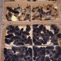 جوجه اردک ، جوجه گلپایگان ، جوجه رنگی خوش رنگ