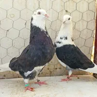 کبوتر پرشی ،هما سرور ،ابلغ