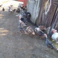 غازوبوقلمون|حیوانات مزرعه|لوندویل, |دیوار