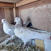 کفتر فروشی|پرنده|ابهر, |دیوار