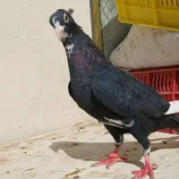 کبوتریا کفتر