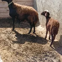 میش بره قوچ برقوچ