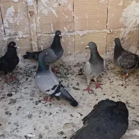 کفتر پرشی شهرستان نیشابور