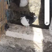 پشتی هفرنگ  نر نژاد دار