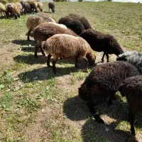 فروش میش