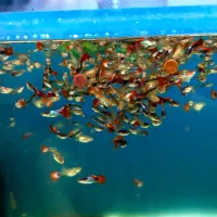 گوپی کوی بالن|ماهی|تهران, میدان ولیعصر|دیوار