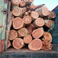 خریدار انواع چوب شما به بالاترین قیمت شوط