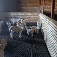 بز سانن|حیوانات مزرعه|بیرجند, |دیوار