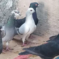 کبوتر نوک ریز|پرنده|خورموج, |دیوار