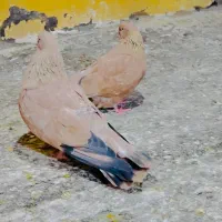 کبوتر کله ای پرتقالی|پرنده|بندر ماهشهر, |دیوار