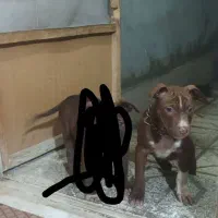 سگ ماده بیت بول