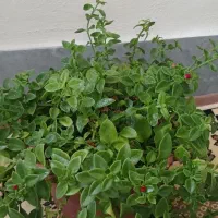 گل سالم خانگی|گل و گیاه طبیعی|مشگین شهر, |دیوار