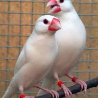 فنچ نرگسی پول روی تخم