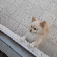 پامرین روباهی نر