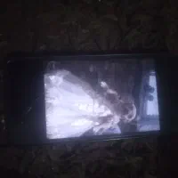 سگ گمشده