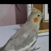 عروس هلندی|پرنده|هشتگرد, شهرک راه آهن|دیوار