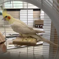 عروس هلندی|پرنده|سنندج, |دیوار