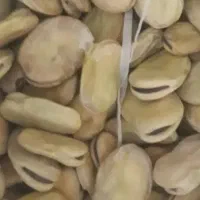 باقله پزا درجه یک فروش بصورت عمده و جزیی