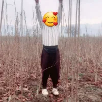 نهال خرمالو ۲ساله|خدمات باغبانی و درختکاری|خان ببین, |دیوار