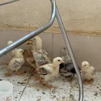 جوجه لاری افغال