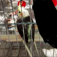 عروس هلندی (ماده)