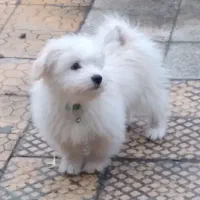 شیتزو|سگ|کرج, خلج آباد|دیوار