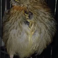 جوجه سهره قناری  با بهترین سرلاک بزرگ شدن|پرنده|کرج, شهرک اوج|دیوار