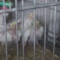 تعدادی عروس هلندی|پرنده|اصفهان, شاهد|دیوار