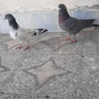 کفتر|پرنده|چابهار, |دیوار