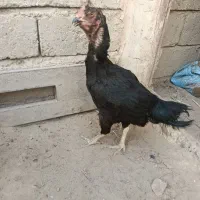 مرغ لاری