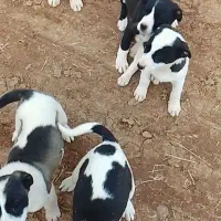 چهارتا توله سگ|سگ|خرم‌آباد, |دیوار