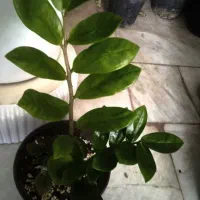 گل الوکازیو|گل و گیاه طبیعی|بروجرد, |دیوار