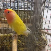 طوطی ماده