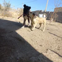 توله‌سرابی