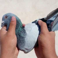 پلاکی