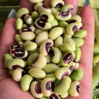 لوبیاسبز|عمده‌فروشی|دوگنبدان, |دیوار